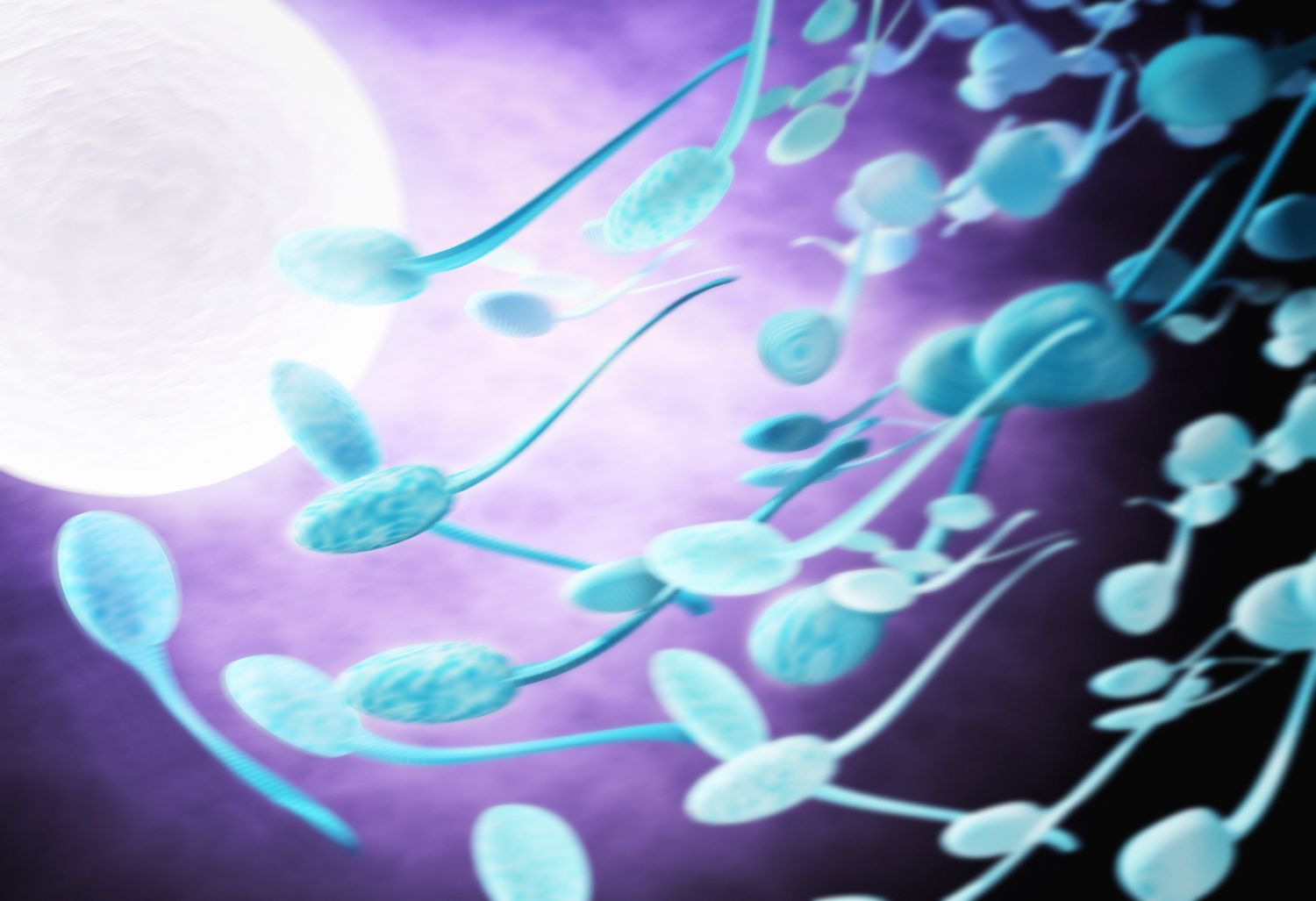  Spermien erreichen eine Eizelle. Thema: Fruchtbare Tage berechnen